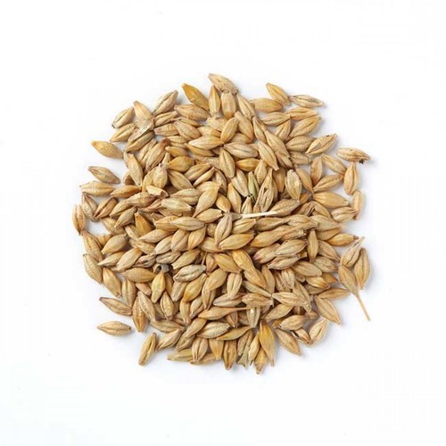 Orzo – ADAGLIO Sementi