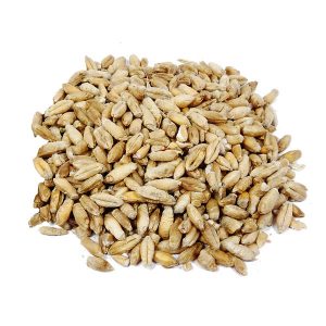 Triticale