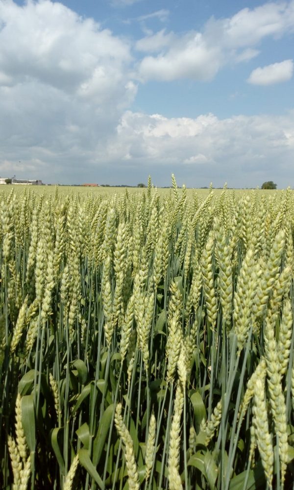 vendita-sementi-semenze-certificate-cereali-grano-orzo-triticale-frumento_messager-2_piemonte-alessandria-adaglio