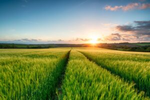 Catalogo Sementi 2024-2025 | ADAGLIO Sementi