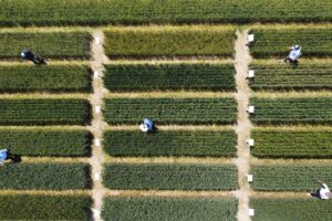 Catalogo Sementi 2025-2026 | ADAGLIO Sementi