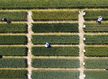 Catalogo Sementi 2025-2026 | ADAGLIO Sementi