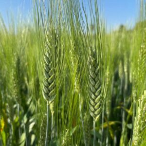 Calero - Frumento duro | Adaglio Sementi